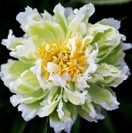 Peonija 'Green Lotus'
